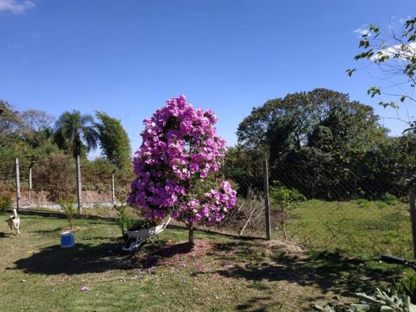 Chácara a venda - Image 7
